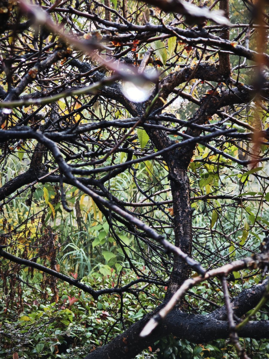 bagjong88186750's tweet photo. Wandering through dry bamboo groves, I saw a man standing aloof, his eyes full of free and leisure. https://t.co/AaiPIVfQmK