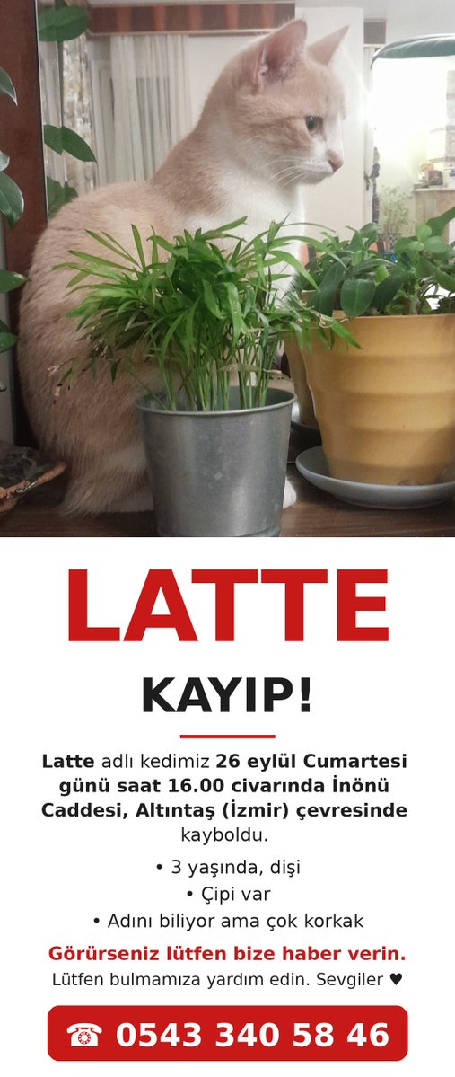 sevgivesefalet's tweet photo. Bunu paylaşmak zorunda olduğum için cok üzgünüm. Canim kızım Latte kayboldu. İzmir 3yol, Altıntaş ve civarında olanlar destek olabilirse cok sevinirim. https://t.co/ekyNmUihrS