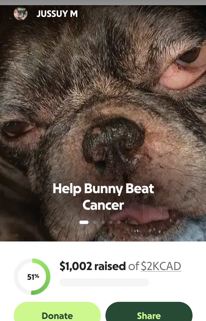 MatildaR42's tweet photo. Bunny has cancer.. Please help Bunny beat cancer
https://t.co/uJrj3iXB2x https://t.co/CO6xPbHzfA