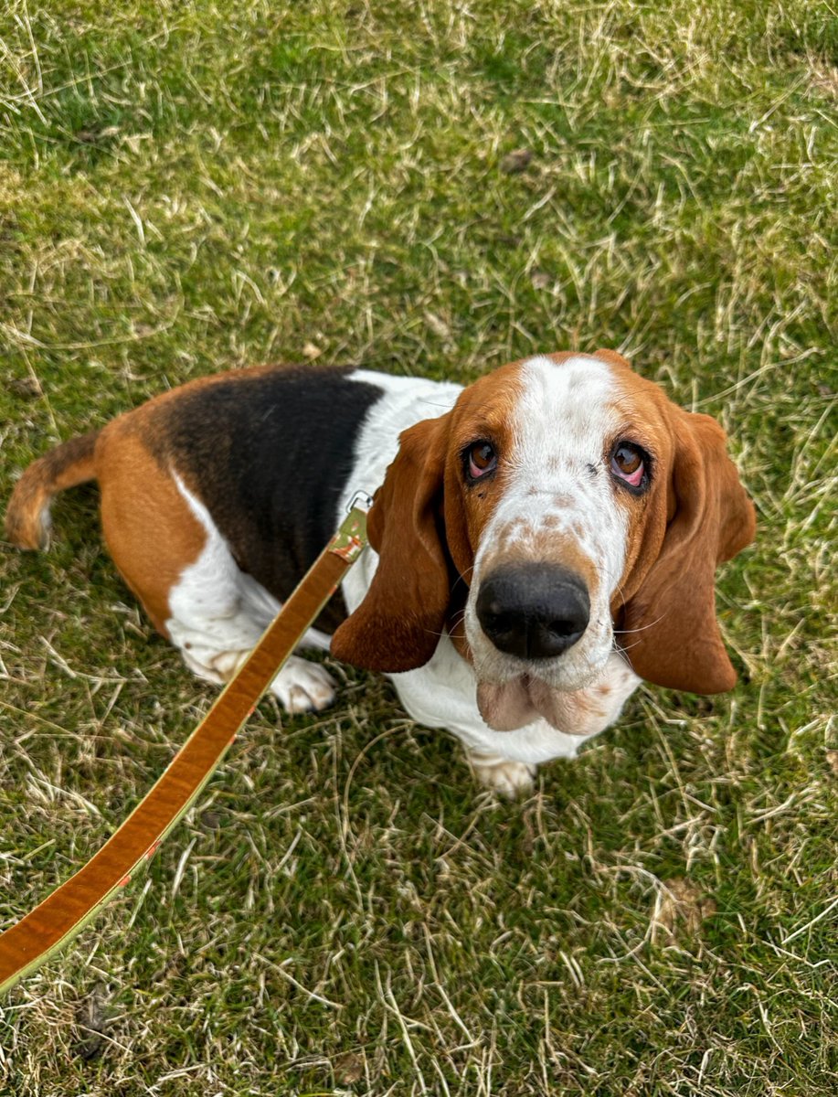 angells66's tweet photo. Photo by Phoebe on August 22, 2026. May be an image of a dog, grass, and text. https://t.co/GrFvPNcWIk
