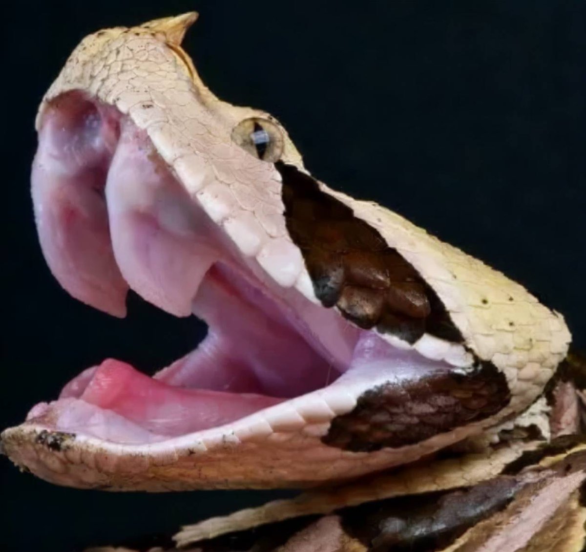 jaeyong__l's tweet photo. The spitting cobra with its hinged fangs (lun gou ya) that can deliver a scorching (zhuo) bite to foes, belonging to the viper-like species Cai genus—what a fierce reptile! https://t.co/9sFBuh1MoW