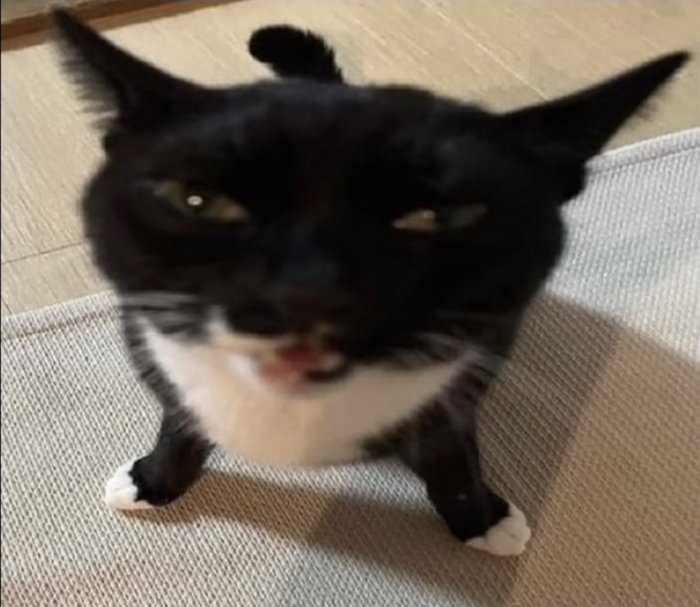 Abelintellect88's tweet photo. I'm half tempted to change my PFP to this 😭 https://t.co/kUnI2PbE6o