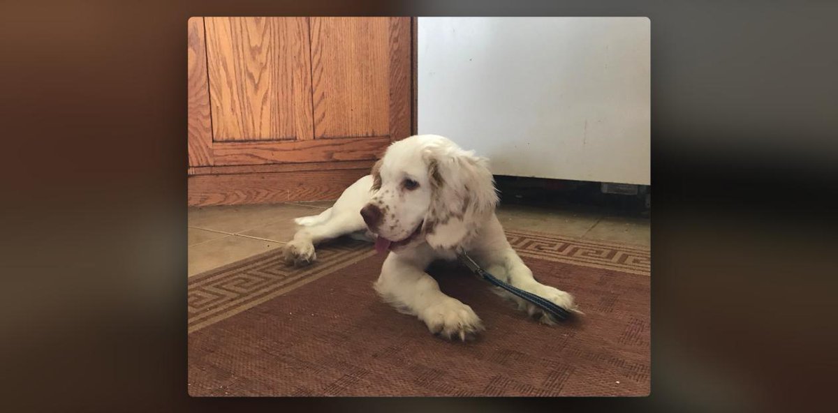 InfoGenoVaq's tweet photo. Marcus, sixteen weeks old, having decided the kitchen floor is the ideal spot for a rest mid-zoomies. Clumber Spaniel, out of Caesar at Venaticus. https://t.co/2YRbZgfzRM