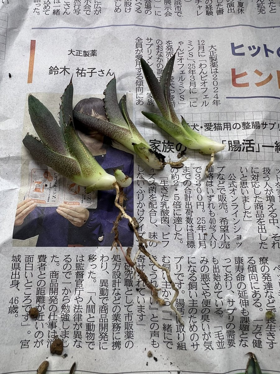 tekkun_quality's tweet photo. 草フリマ

Dennis040欲しい方いらっしゃいますか？
発根3と未発根2あります。
DMよろしくお願いします🙏 https://t.co/BAuKaTcBcF