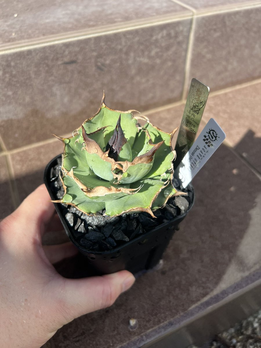 tekkun_quality's tweet photo. 草フリマ

Dennis040欲しい方いらっしゃいますか？
発根3と未発根2あります。
DMよろしくお願いします🙏 https://t.co/BAuKaTcBcF