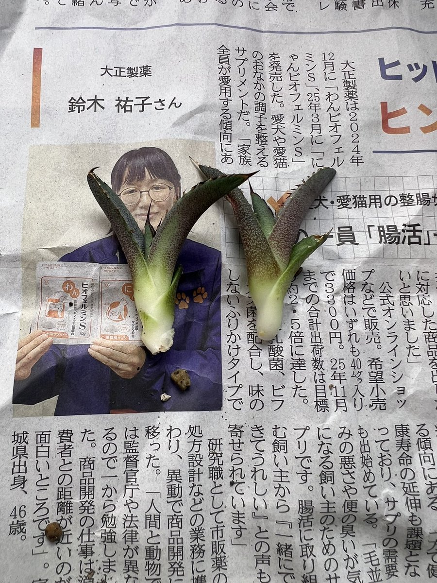 tekkun_quality's tweet photo. 草フリマ

Dennis040欲しい方いらっしゃいますか？
発根3と未発根2あります。
DMよろしくお願いします🙏 https://t.co/BAuKaTcBcF