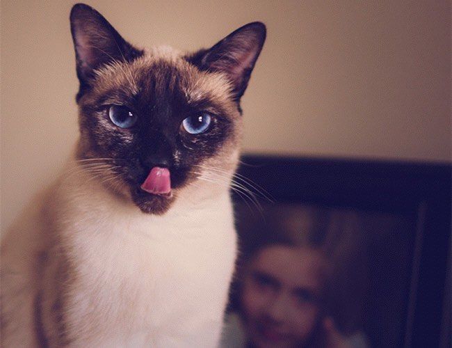 cradlecradle1's tweet photo. I saw a cat trying to吞 (swallow) a 讨 (begging) 柑 (tangerine) while making a weird 嘶 (hiss) sound, that’s the silliest thing ever! https://t.co/0LXojiA9J1