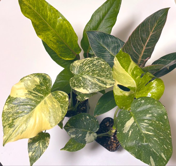 A potted houseplant with large variegated leaves in shades of green, yellow, and cream against a white background.