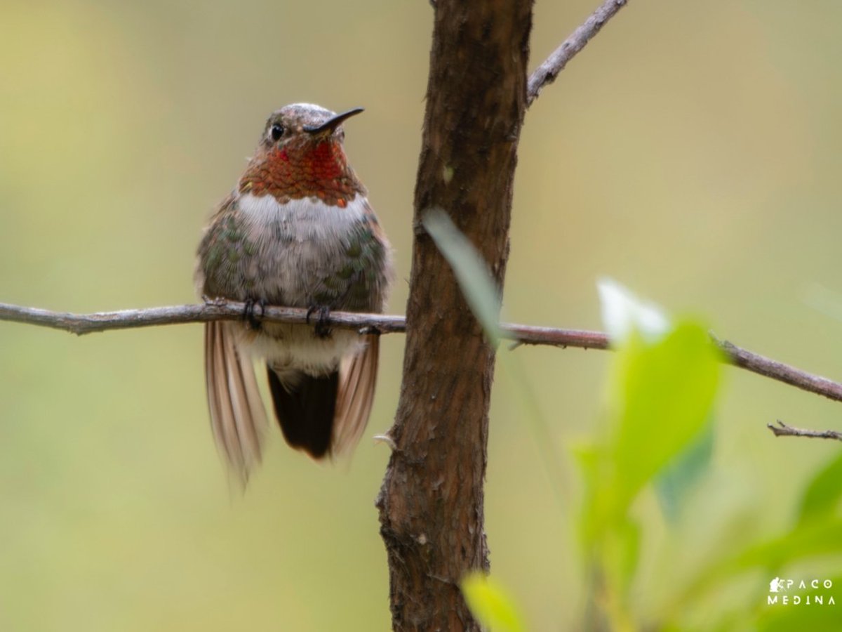 BioGuanajuato's tweet photo. Uno de los colibríes que visitan Guanajuato durante el invierno ☃️ 

🪹 Zumbador cola ancha (𝘚𝘦𝘭𝘢𝘴𝘱𝘩𝘰𝘳𝘶𝘴 𝘱𝘭𝘢𝘵𝘺𝘤𝘦𝘳𝘤𝘶𝘴)
📍 Cuenca de la Esperanza, Gto.
Fotos: Paco Medina https://t.co/Sa6arKperK