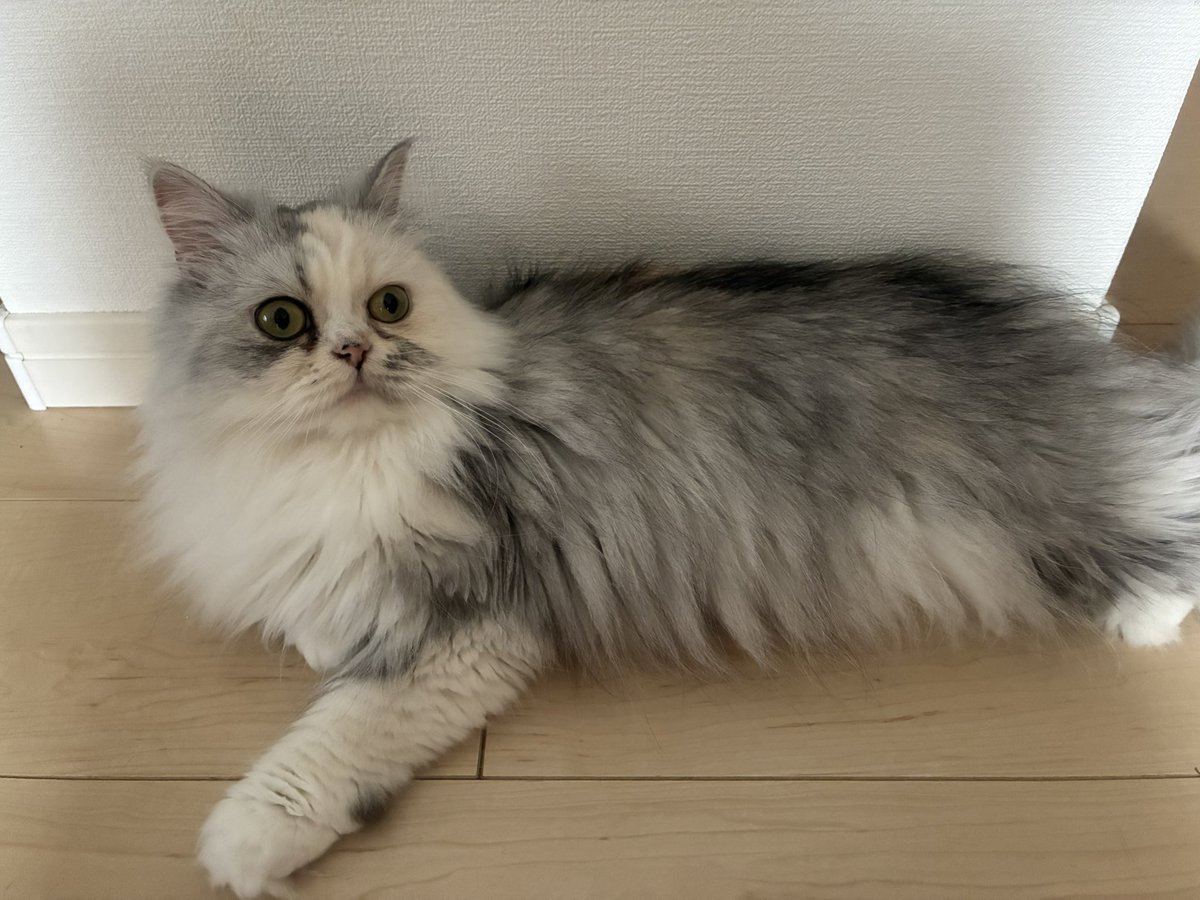 cat1121cat's tweet photo. お目目ぱっちりすぎるね✨ https://t.co/wnAeRy3EBx