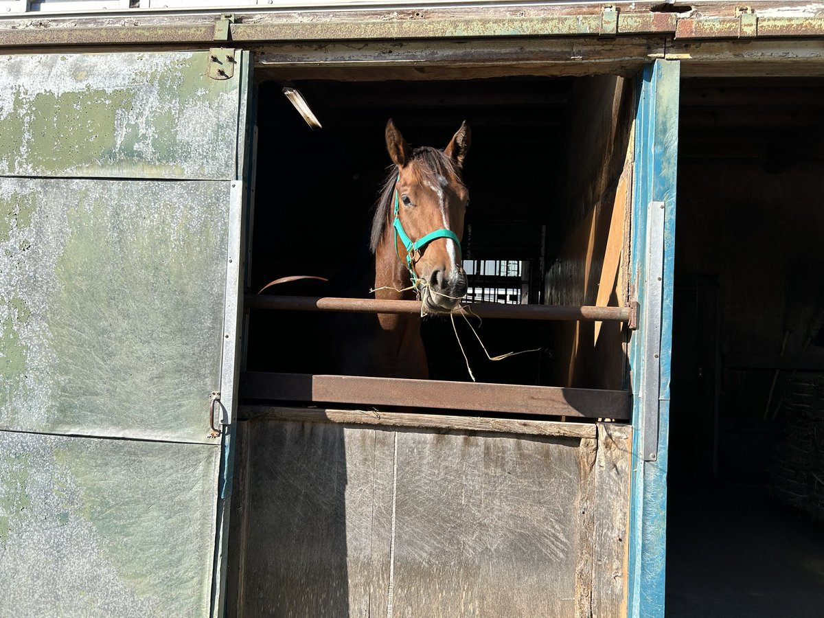 V5Xki's tweet photo. ユニオンオーナーズクラブ提供馬
キュートハイカー2025♀
父ミスチヴィアスアレックス
母の父ホッコータルマエ
美浦 鈴木慎太郎厩舎
今日パッショーネに移動🚚
#UnionOwnersClub https://t.co/3PQr8BesG3