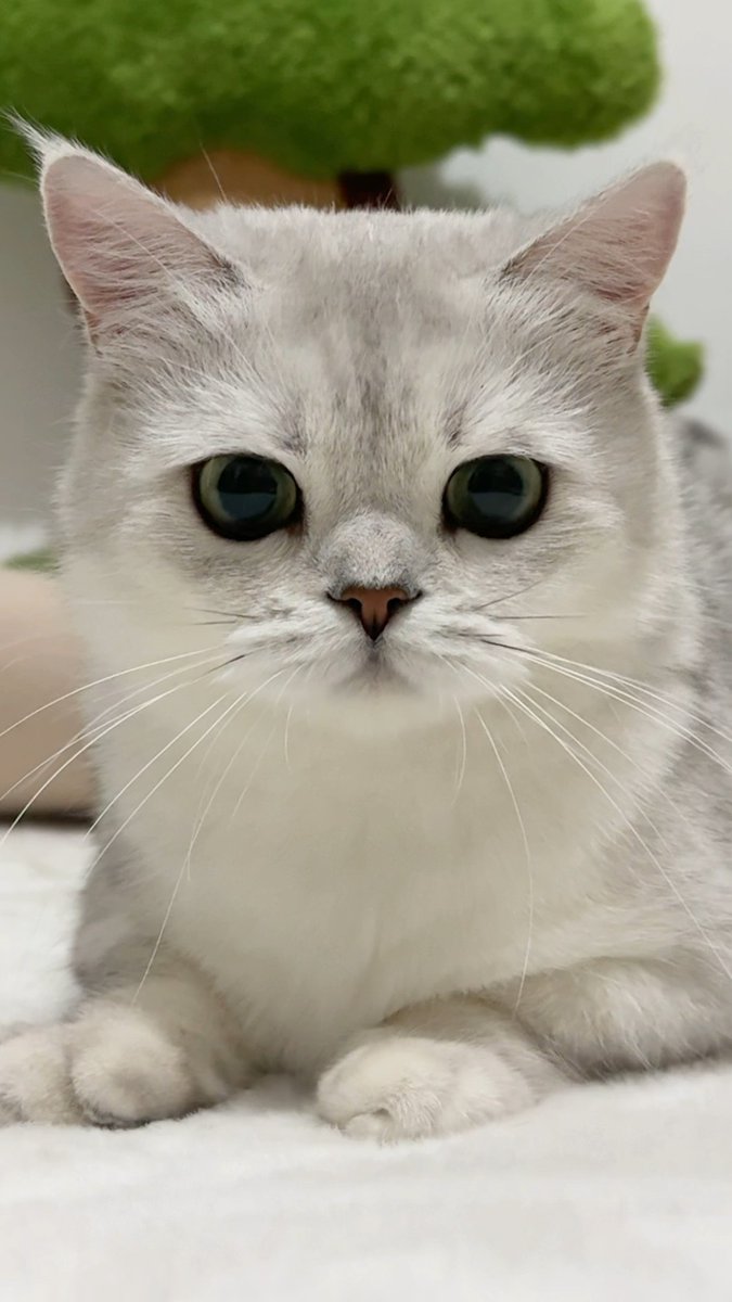 PATaks1E0Bglyek's tweet photo. [Who dares to stare at the cute cat  Eyes full of joy!]， https://t.co/pV7t0uVqiJ