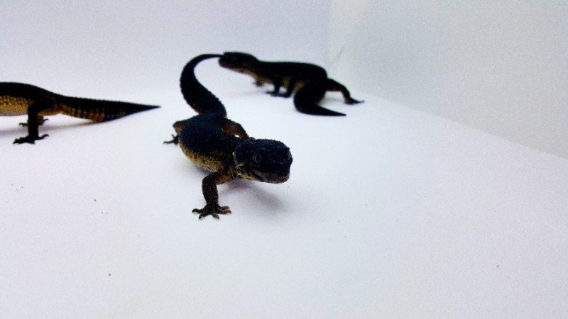 KReptileExport's tweet photo. 🇰🇷 ���国から爬虫類の卸販売 🦎

日本の爬虫類ショップ・ブリーダー・販売業者様との
新規お取引・長期的なパートナーシップを募集しております。
#レオパ #ヒョウモントカゲモドキ #クレステッドゲッコー #爬虫類 #爬虫類ショップ #爬虫類ブリーダー #爬虫類卸 #爬虫類販売 https://t.co/u6ZonhWJt2