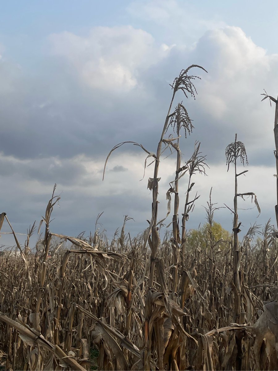 MuliaAkbar12's tweet photo. [The dry stalks stand on the parched soil in the quiet She village, telling the story of waiting for rain. ]， https://t.co/PVZa6JJqIC