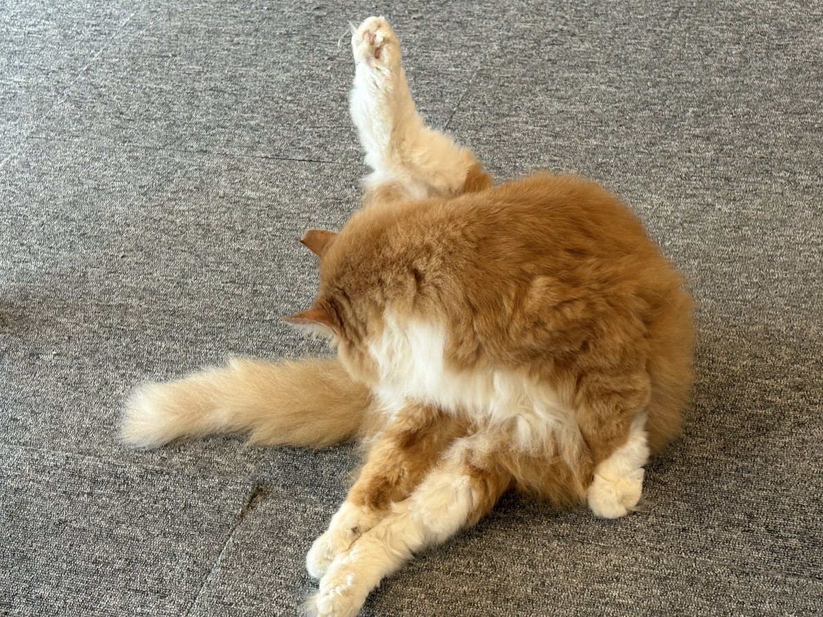 cat_miysis's tweet photo. 開店しております！
9月30日(水)もねこと楽しいひとときを〜
#ミーシス

チャー？
さわ？ https://t.co/AgZhuwFby7