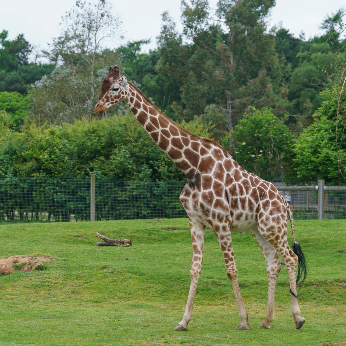 YorkshireWP's tweet photo. Happy 14th Birthday to our magnificent Reticulated Giraffe Jengo ��💙 https://t.co/wu40rzcGOr