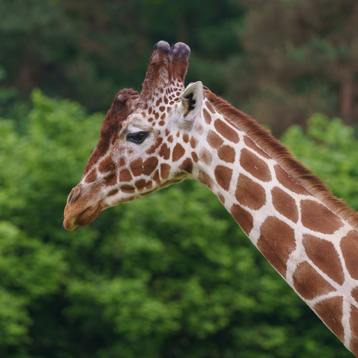 YorkshireWP's tweet photo. Happy 14th Birthday to our magnificent Reticulated Giraffe Jengo ��💙 https://t.co/wu40rzcGOr