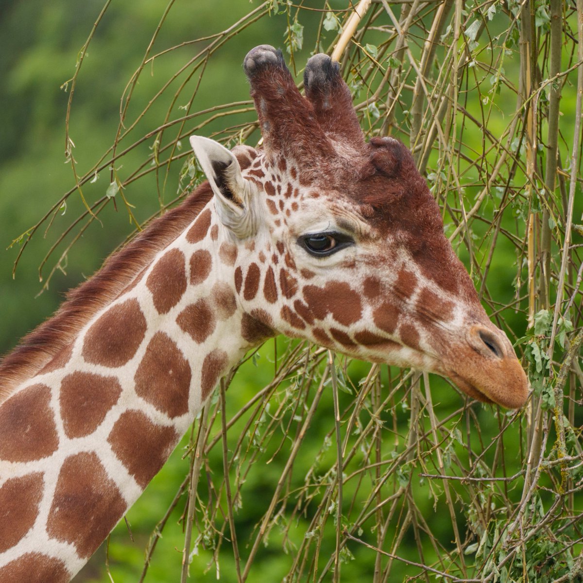 YorkshireWP's tweet photo. Happy 14th Birthday to our magnificent Reticulated Giraffe Jengo ��💙 https://t.co/wu40rzcGOr