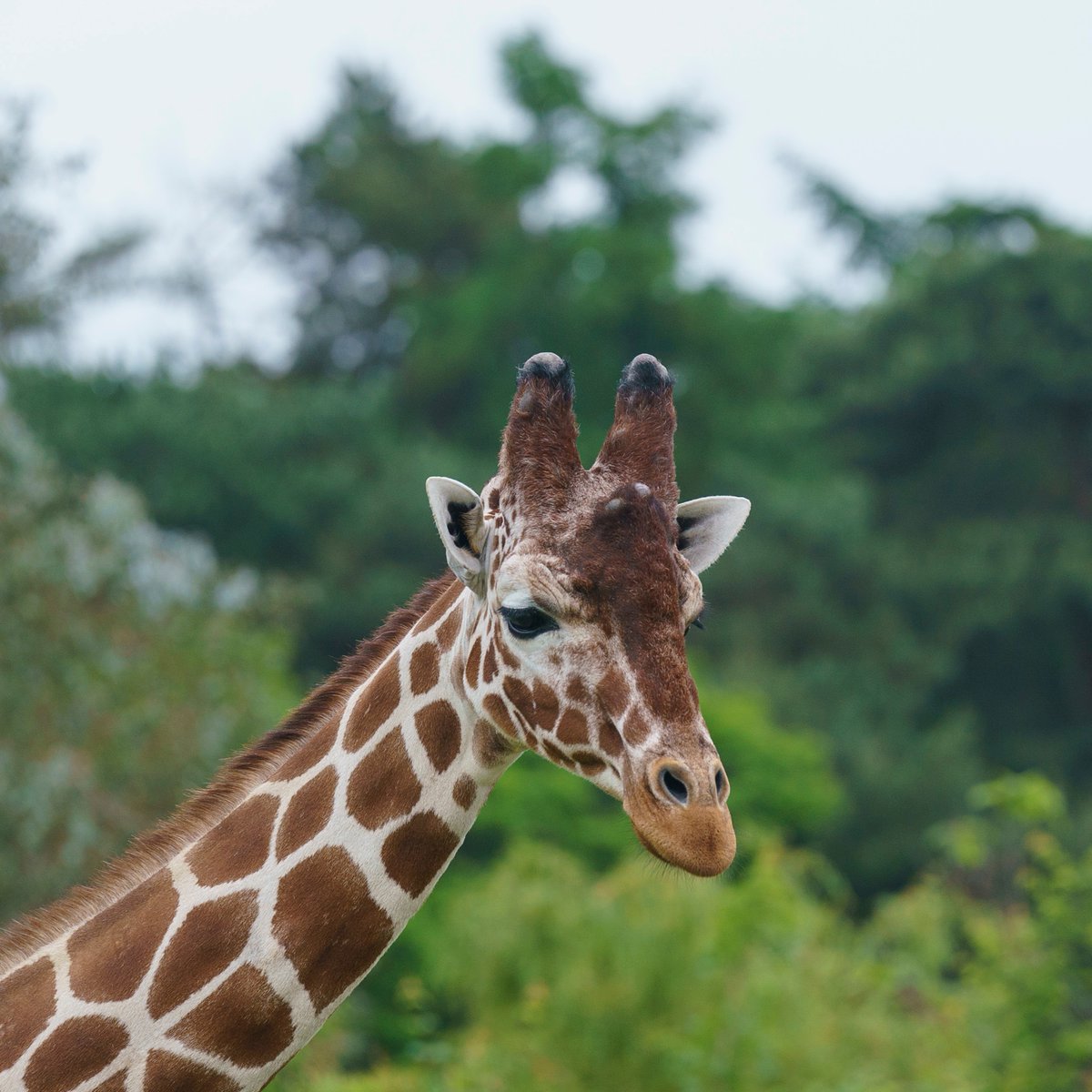 YorkshireWP's tweet photo. Happy 14th Birthday to our magnificent Reticulated Giraffe Jengo ��💙 https://t.co/wu40rzcGOr