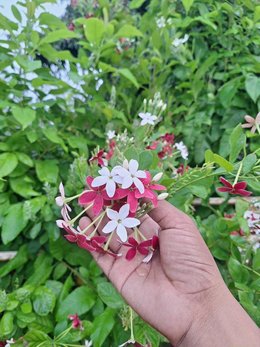 askrajeshsahu's tweet photo. यूपी में राज्यसभा की 10 सीट के लिए चुनाव है। 9 पर तो परिणाम क्लियर है। इसमें 7 बीजेपी और 2 सपा जीत जाएगी। 1 पर मामला फंसा है। 

राज्यसभा की एक सीट के लिए 37 विधायक चाहिए। बीजेपी के 256 विधायक 7 प्रत्याशियों को जिताने में खत्म हो जाएंगे। 7वीं सीट के लिए भी 3 विधायकों की जरूरत पड़ेगी। सपा के बागी मनोज पांडेय, अभय सिंह, राकेश सिंह मदद कर देंगे। 

अगर बीजेपी गठबंधन की बात करें तो 8वें कैंडिडेट को जिताने के लिए उनके पास 33 विधायक हैं, लेकिन चाहिए 37, दो मान लीजिए राजा भैया आ गए, लेकिन अभी भी 2 चाहिए ही होंगे। 

लेकिन यह आसान नहीं है, असल में उनके गठबंधन में जो लोग हैं, उसमें भी कुछ लोग सपा से ताल्लुक रखते हैं, जैसे ओम प्रकाश राजभर  की पार्टी के 5 विधायक सपा समर्थक हैं, रालोद के 2 मुस्लिम विधायक भी बीजेपी के साथ गठबंधन में असहज हैं। 

अब सपा की गणित समझिए। उनके पास तीसरी सीट के लिए अभी के हिसाब से 27 विधायक हैं। मान लीजिए सुभासपा और रालोद के 8 विधायक इधर आ जाते हैं, तब संख्या 35 हो जाएगी। मतलब अभी भी 2 विधायक चाहिए। 

आगे चुनाव है, बीजेपी के कई नेताओं को पता है कि आगे टिकट नहीं मिलने वाला, इसलिए वह सपा के लिए क्रास वोटिंग कर सकते हैं। अब अगर ऐसा हो गया तो सपा चुनाव से पहले एक बड़ा संदेश दे जाएगी। 

हालांकि संख्या और समीकरण कई बार अंदर की रणनीति के आगे खिलौना साबित हो जाते हैं। सपा-बीजेपी दोनों इस एक सीट के लिए जोर आजमाइस में लगी हैं। 

बाकी इस फूल को देखिए। एक ही पेड़ से एक लाल है, दूसरा एकदम सफेद। जब बंद कली थी तब कोई नहीं बता सकता था कि ये कौन से कलर का होगा। 😉