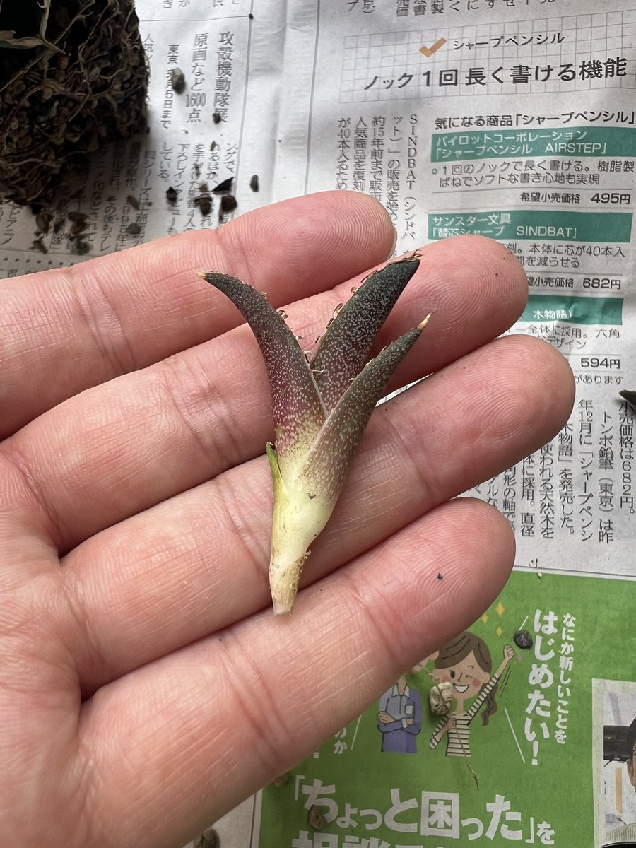 tekkun_quality's tweet photo. 草フリマ

巌流(緑犀牛)発根7000と未発根6000、各1ずつあります。
興味ある方DMよろしくお願いします https://t.co/Zn6X6Hh47y