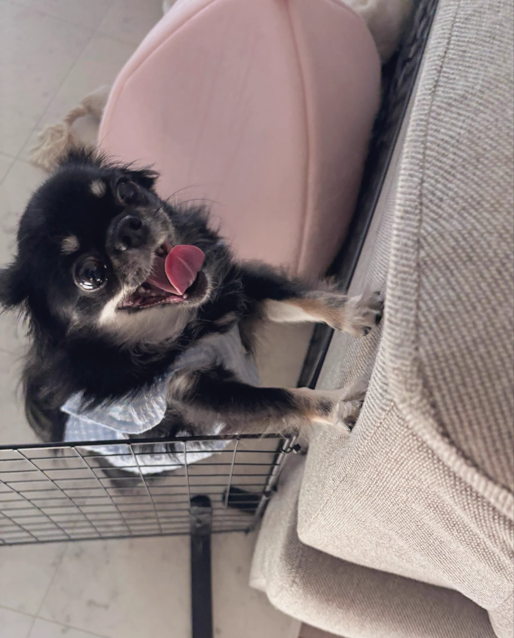 うちの犬ちゃん(ちわわ) على X: 