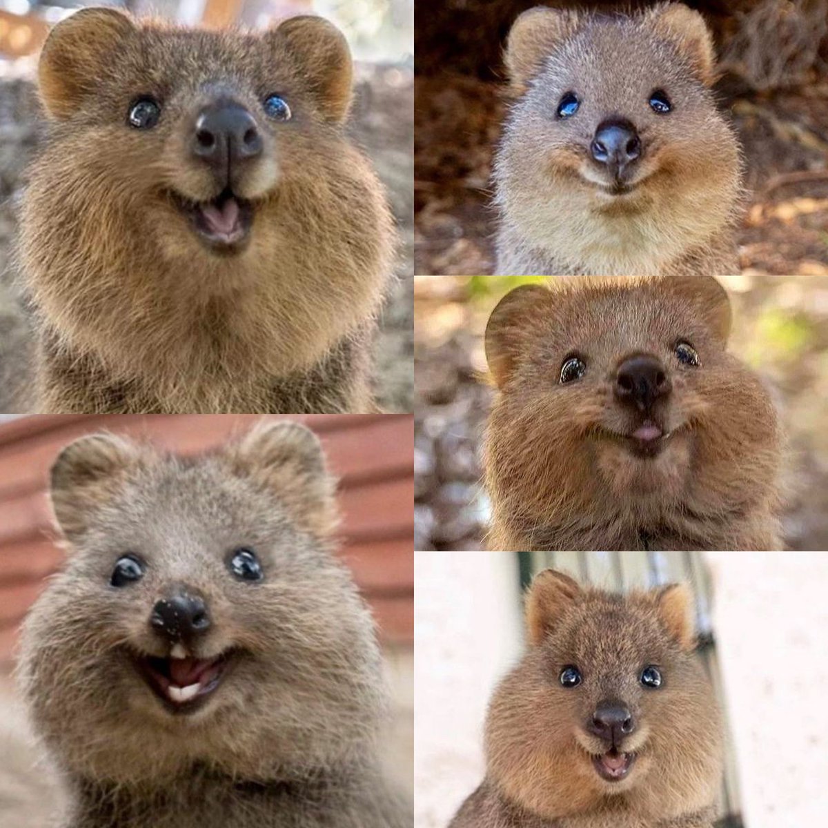 akunhewan's tweet photo. tau gak hewan apa yg paling suka tersenyum? quokka! 😄

mamalia berkantung asal australia ini sering disebut sbg hewan paling bahagia di dunia hehehehehe

berkat bentuk mukanya yg lucu, dia bisa tersenyum 24 jam non stop bahkan pada saat makan dan tidur ;) https://t.co/5qbBPE5B0q