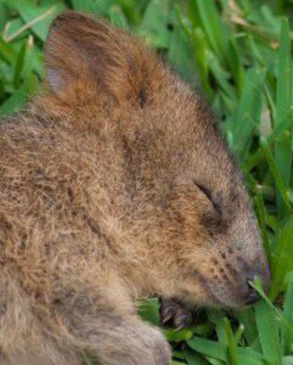 akunhewan's tweet photo. tau gak hewan apa yg paling suka tersenyum? quokka! 😄

mamalia berkantung asal australia ini sering disebut sbg hewan paling bahagia di dunia hehehehehe

berkat bentuk mukanya yg lucu, dia bisa tersenyum 24 jam non stop bahkan pada saat makan dan tidur ;) https://t.co/5qbBPE5B0q
