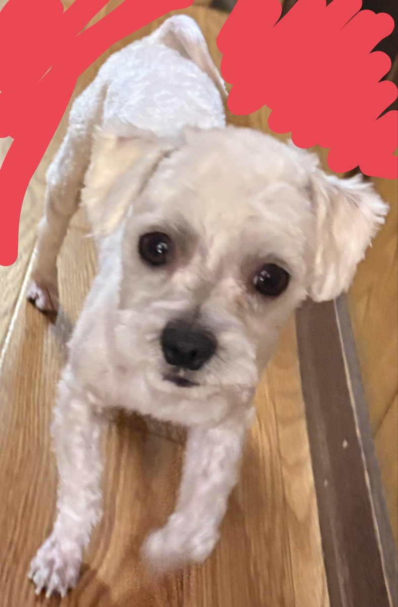 nemui_akubi00's tweet photo. 「⚠️犬映ります」
これが、、マルチーズ……?? https://t.co/9URnM7VRIN