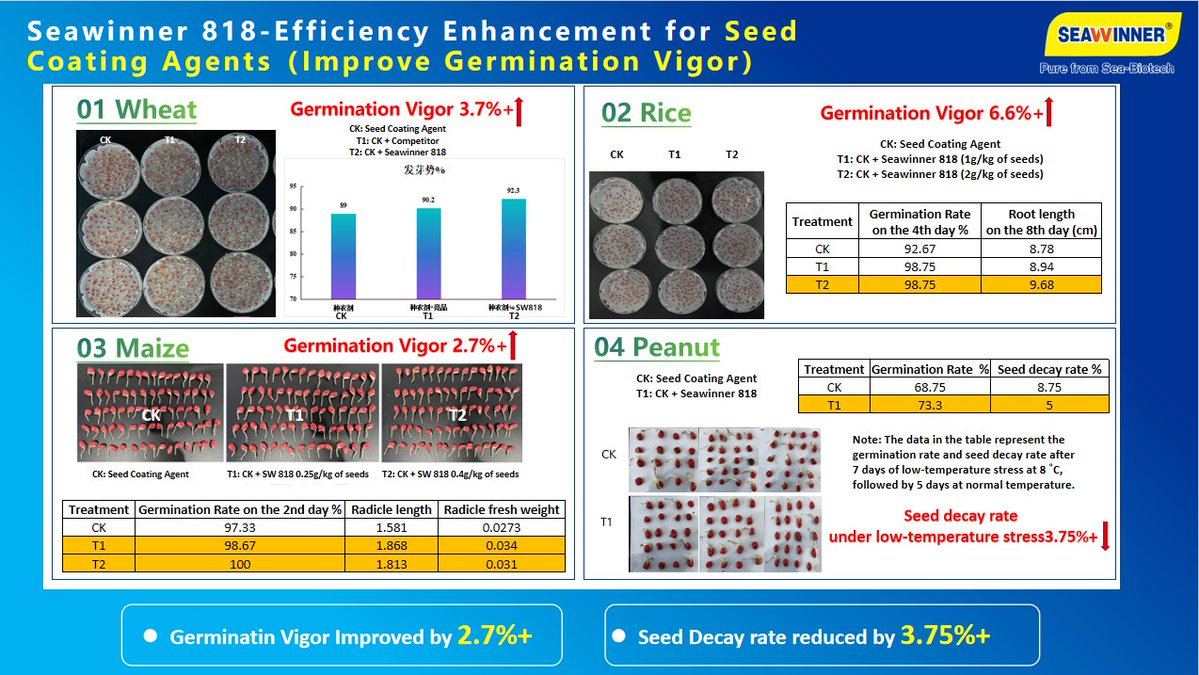 SalesSeawinner's tweet photo. Wheat, rice, maize, peanut: better germination, stronger roots, tougher against stress.  See Seawinner 818 seed coating results here.
 #SeedCoating #Biostimulants #Seawinner818 #SeedTreatmentAgent https://t.co/Rjjn5tIve5