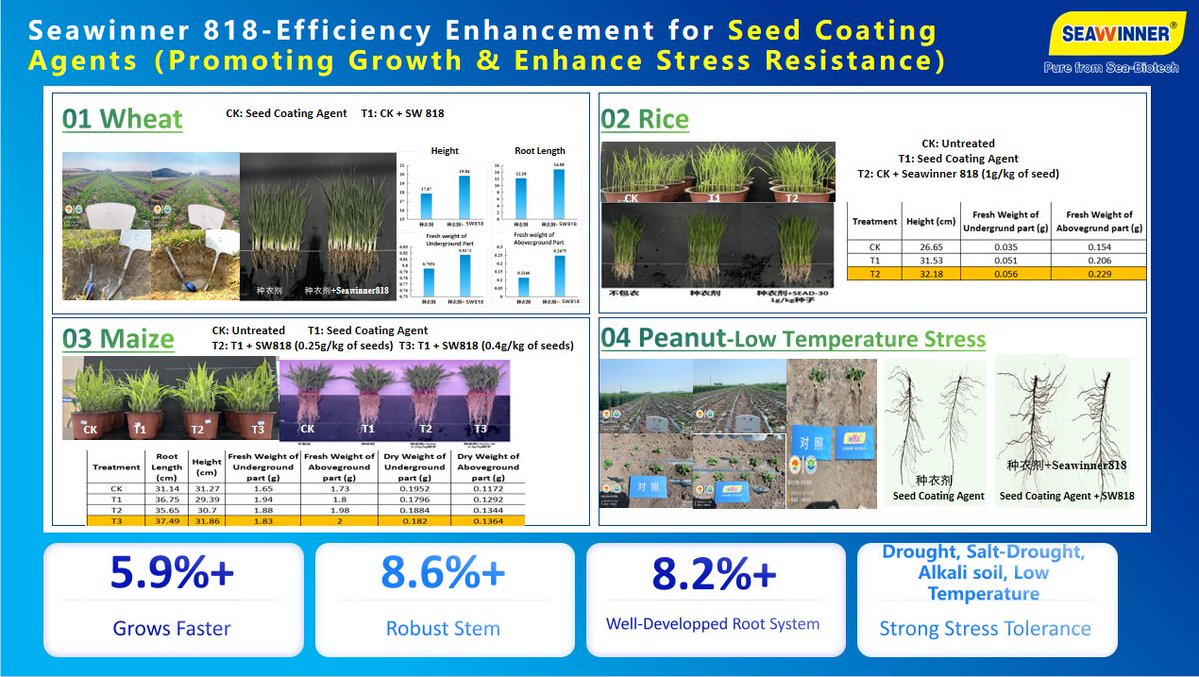 SalesSeawinner's tweet photo. Wheat, rice, maize, peanut: better germination, stronger roots, tougher against stress.  See Seawinner 818 seed coating results here.
 #SeedCoating #Biostimulants #Seawinner818 #SeedTreatmentAgent https://t.co/Rjjn5tIve5