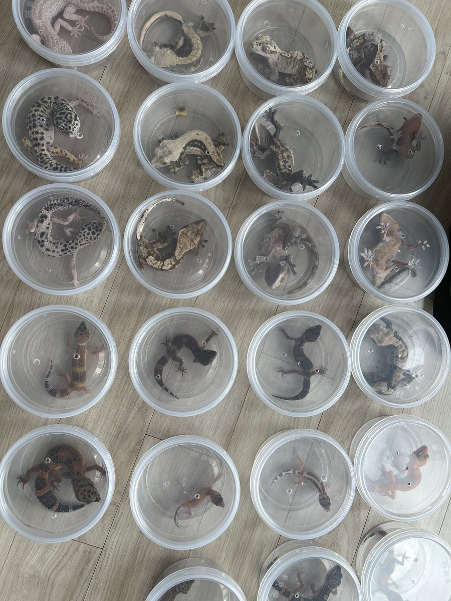 KReptileExport's tweet photo. 📦 海外発送対応 📄 輸出関連書類対応可能
 ショップ・ブリーダー・販売業者様には、DMにて卸価格リストをご案内いたし���す。
継続的にお取引いただけるパートナー様を募集しております。
ご興味がございましたら、お気軽にDMにてお問い合わせください。📩
Line ➡️ reptilegecko https://t.co/jRQaKypTKk