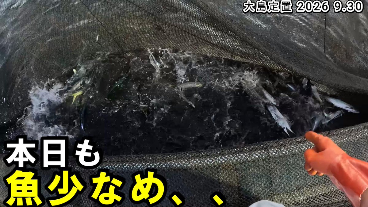 yaoti0040's tweet photo. https://t.co/0jEoOLlK7P
本日の漁の動画も17時公開です
海中映像もあります
本日も全体的に少なめ、、
シイラは微増って感じでしたな

少しでもおもしろいと思ってくれたら チャンネル登録、高評価おねがいします

#漁師
#定置網
#若狭 https://t.co/Nx3nlp4YS2