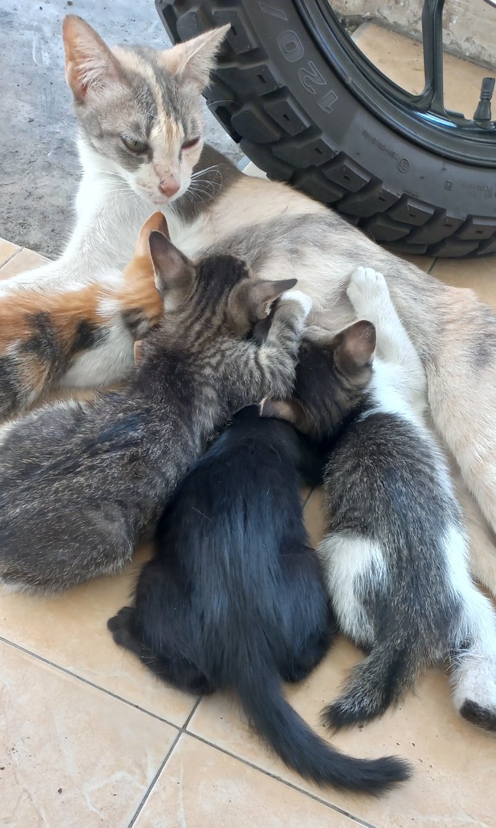 janxtweets's tweet photo. @silverm11st Ada nih kak ambil deh klo mau item doff 1, beltelon 1, mujaer full 1, mujaer ada putih 1 + mak nya. Kucing liar lahiran drmhku. Lucu2. Sehat. Kukasih mkn whiskas basah+meo kering. https://t.co/yZBYsSX6MR
