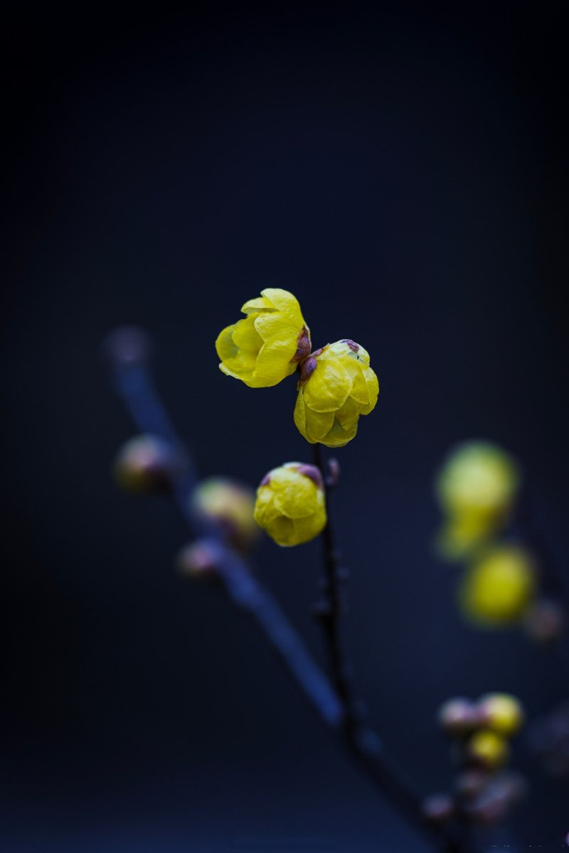 sexual_u's tweet photo. [谷略瞬梅] are the sweetest surprise of early spring—quick, vivid, and so lovely!， https://t.co/lUWQA7hkHd