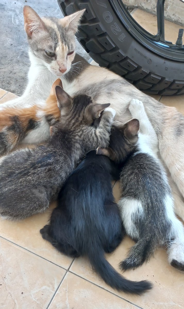 janxtweets's tweet photo. @silverm11st Ada nih kak ambil deh klo mau item doff 1, beltelon 1, mujaer full 1, mujaer ada putih 1 + mak nya. Kucing liar lahiran drmhku. Lucu2. Sehat. Kukasih mkn whiskas basah+meo kering. Malang Kota https://t.co/yQtMcTeXNh