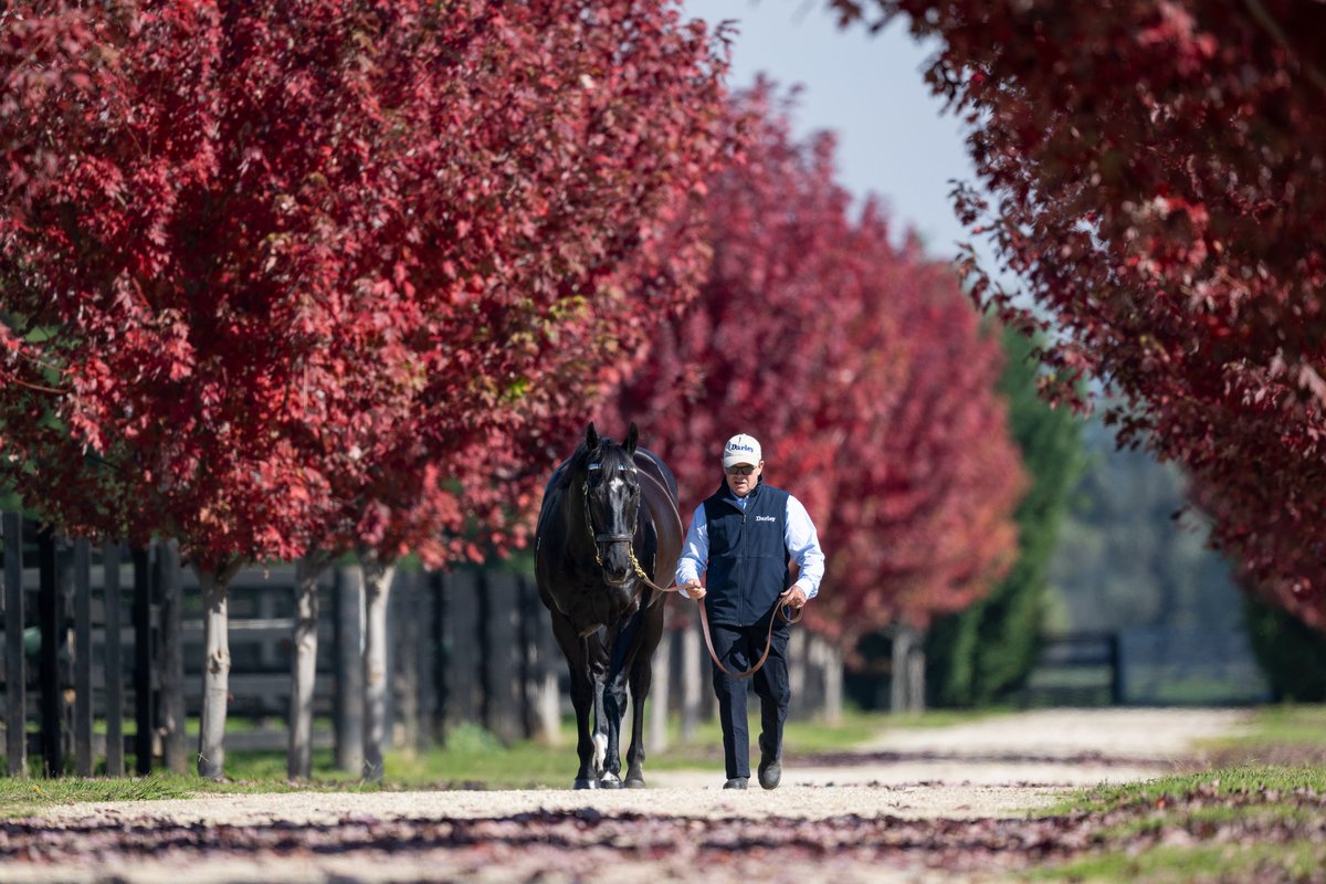 DarleyAus's tweet photo. 📊 #BrazenBeau ranks third among SH stallions with at least 100 two-year-old runners by two-year-old Stakes winners-to-runners.
1️⃣ I Am Invincible: 7.7%
2️⃣ #StreetBoss: 5.4%
3️⃣ #BrazenBeau: 5.1%
4️⃣ #TooDarnHot: 5.0%
4️⃣ Capitalist: 5.0%
6️⃣ Zoustar: 4.5%
7️⃣ Written Tycoon: 4.4% https://t.co/BHcFsSyfQF
