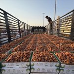 Photo by شركة السلوم والغيث لتسويق التمور (@Sgdates)