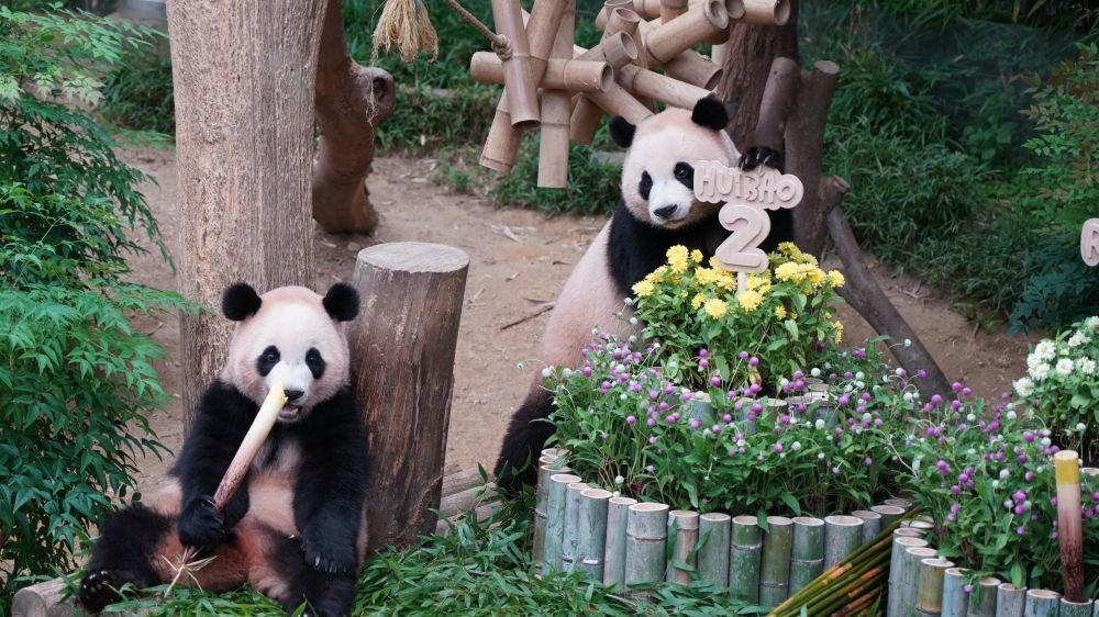 PDChina's tweet photo. Twin giant pandas Rui Bao and Hui Bao, born in South Korea in July 2023 and currently residing at Everland's Panda Second House, are scheduled to return to China in the third week of December, Everland said Wednesday.

All giant pandas born outside of China should be returned before they reach four years of age, ahead of the onset of their potential breeding years.