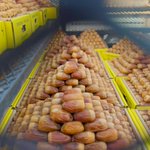Photo by شركة السلوم والغيث لتسويق التمور (@Sgdates)