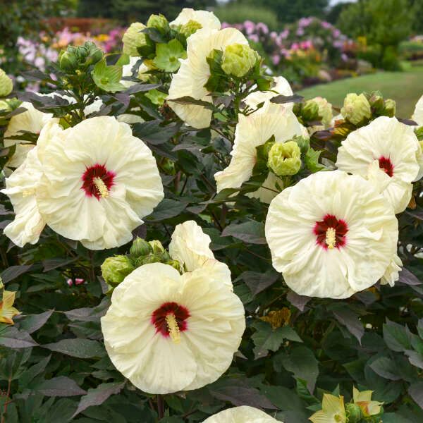talius's tweet photo. Hibiscus 'Coconut Cream' flowers for you this morning ❤️ 
Have a delightful Wednesday and Thursday 🤗 https://t.co/cjugerCxiG