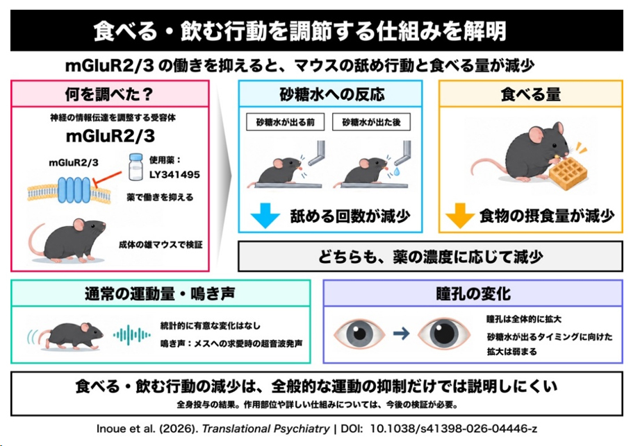 Keio_univ_PR's tweet photo. 【プレスリリース】食べる・飲む行動を調節する仕組みに手がかり
－mGluR2/3の働きを抑えると、マウスの摂食・飲水行動が減少－
https://t.co/mHL87pKo8U https://t.co/h36Gj8I1tE