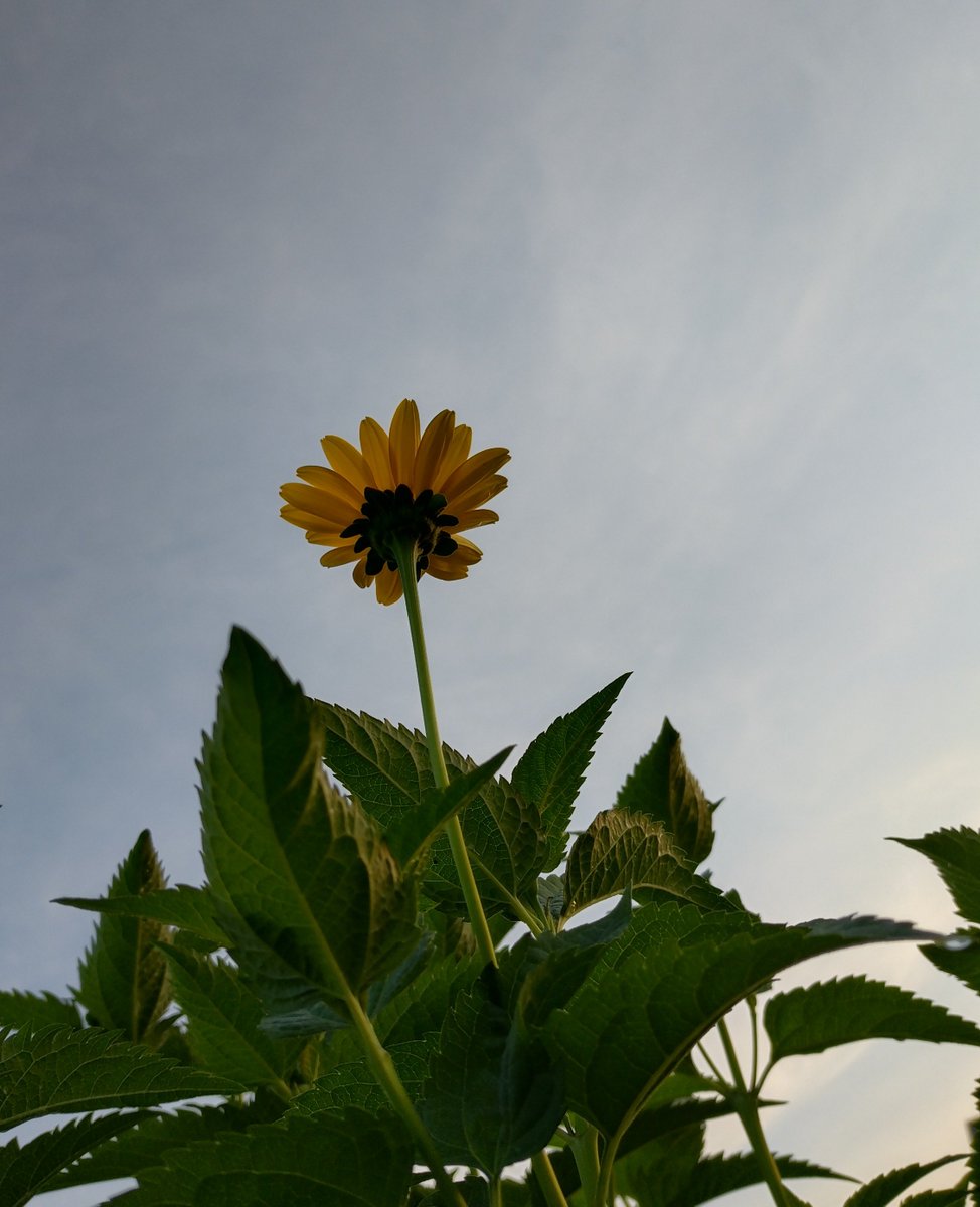2kosumosu2's tweet photo. #見つけたもの
#花
#写真 https://t.co/YUiO87l4PC