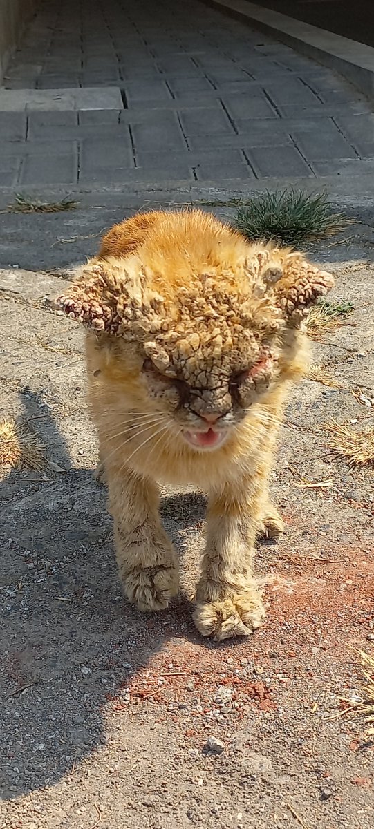 janxtweets's tweet photo. @RiantiRyesomnia Liat ini kmren ksiann msh remaja gadirawat sm yg punya. Lokasi Rumah Sawojajar Malang. https://t.co/yi8kDJ2WRA