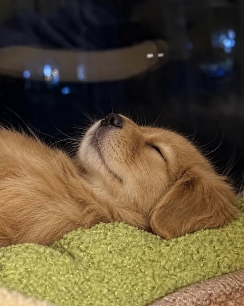 twaniimals's tweet photo. https://t.co/2esGsGJvRW
