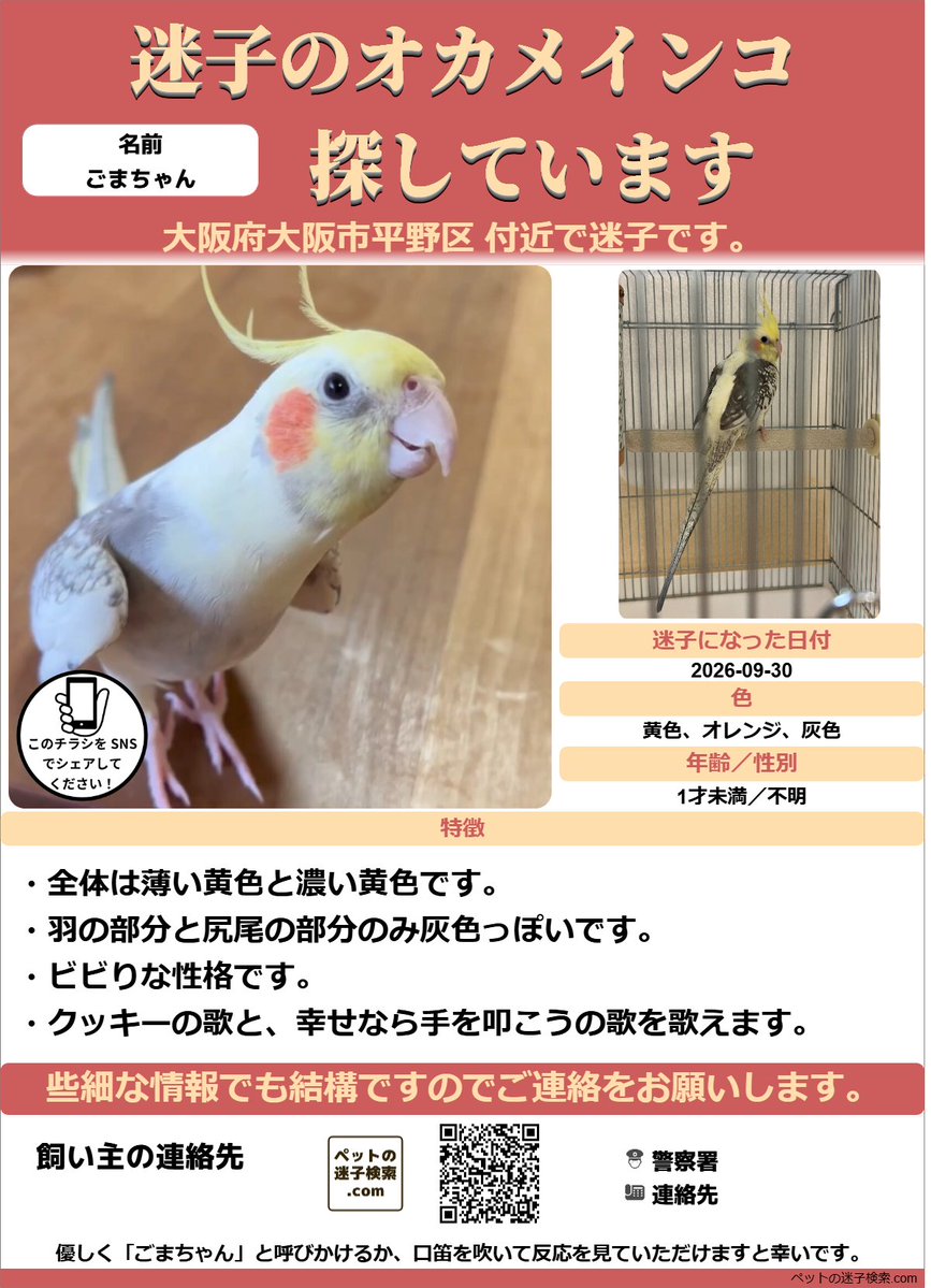 maigokensaku's tweet photo. 以下内容をSNSで拡散させていただきました。
https://t.co/ePvQhBHcrw

勝手ではございますがチラシを作成させていただきました。
↓こちらのような感じでチラシを利用していただくと有効かと思います。
https://t.co/mZZtLX2eV1

#迷子 #鳥 #迷い鳥 #迷いインコ #大阪府 #オカメインコ https://t.co/XMCpHdo1Xr