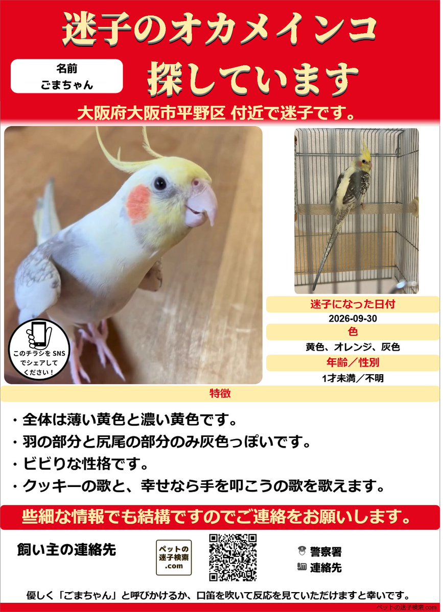 maigokensaku's tweet photo. 以下内容をSNSで拡散させていただきました。
https://t.co/ePvQhBHcrw

勝手ではございますがチラシを作成させていただきました。
↓こちらのような感じでチラシを利用していただくと有効かと思います。
https://t.co/mZZtLX2eV1

#迷子 #鳥 #迷い鳥 #迷いインコ #大阪府 #オカメインコ https://t.co/XMCpHdo1Xr