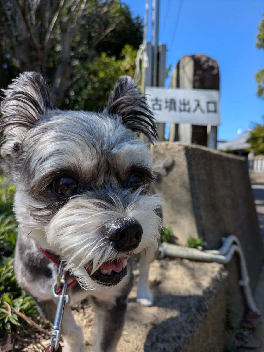 5ooc_rumico's tweet photo. お昼休みは、久しぶりの古墳散歩🐾 https://t.co/Z7E9tf0IyK