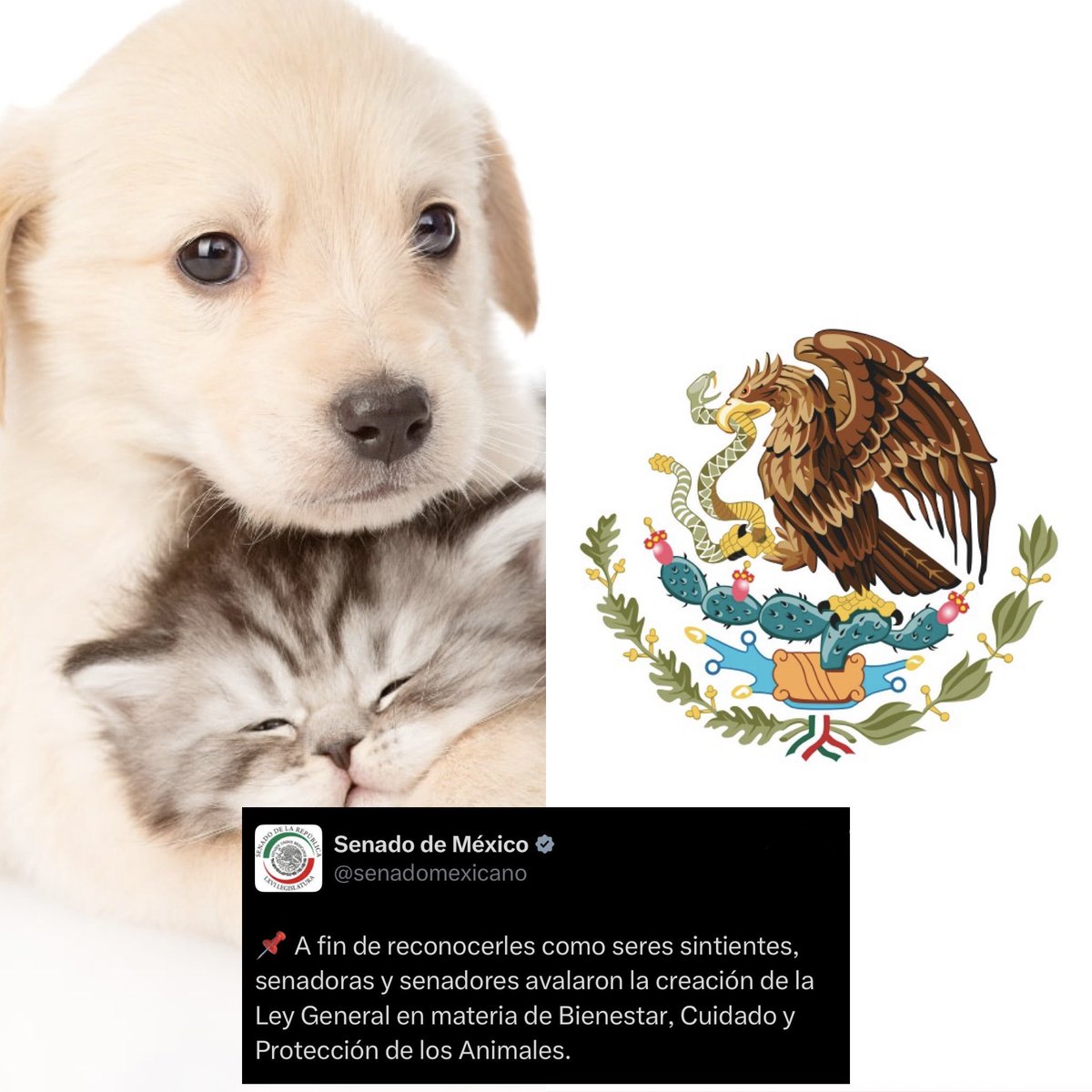 CerebrosG's tweet photo. Oficial: El Senado aprobó expedir la Ley General en materia de Bienestar, Cuidado y Protección de los Animales para reconocerlos como seres sintientes, Adán Augusto fue el único que votó en contra. https://t.co/n90J5Bdyiy