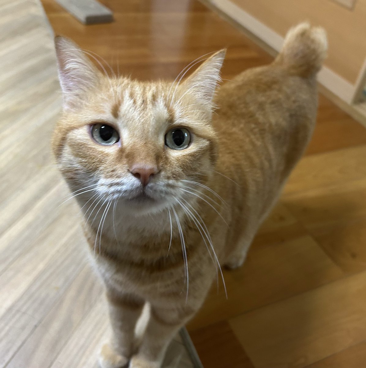saketobaneko's tweet photo. 人間が食べてるものをチェックしに来ました https://t.co/1MTWbZECcF